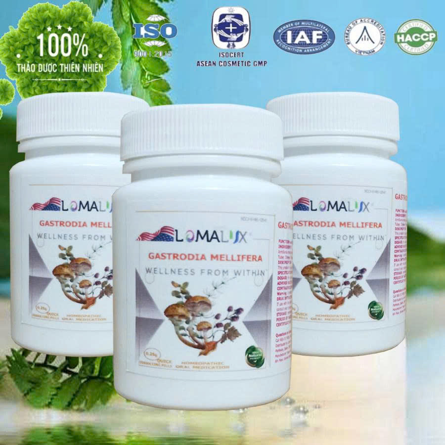 Thảo dược cho chứng động kinh Gastrodia mellifera